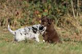 BERGER AUSTRALIEN PUPPIES 201